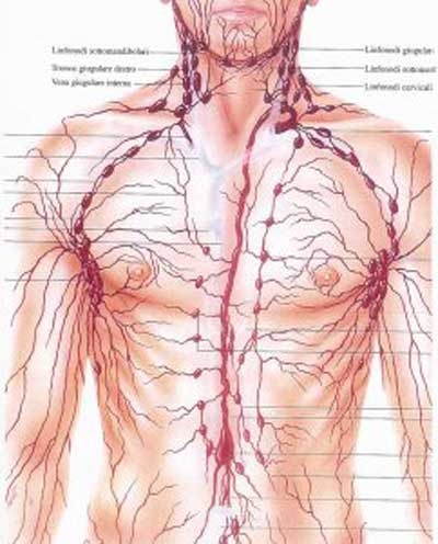 L'Apparato Circolatorio - Il sangue, I gruppi sanguigni, I vasi sanguigni, Il cuore, Fisiologia dell'apparato circolatorio, Il sistema linfatico